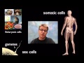 Exploring the Mechanisms of Cell Division