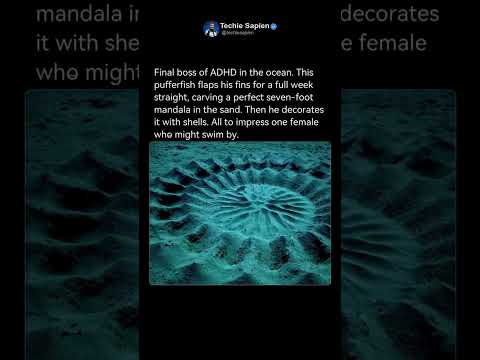 This Tiny Male Pufferfish Builds a Giant Underwater Crop Circle 🤯🐡
