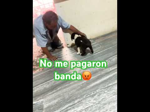 No me pago la patrona 👷🏻‍♂️😢 #construction #humor #ingenieria #esposa #albañilesmexicanos