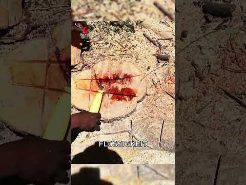 Wie entfernt man in Amerika Baumstümpfe, ohne das Grundstück zu beschädigen? #tiere #shorts