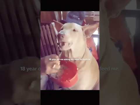 நீ சாப்பிடு தங்கம் ❤️❤️❤️ #hoomans #dogcomedyvideo #instatrending #creatoryash #bigbang