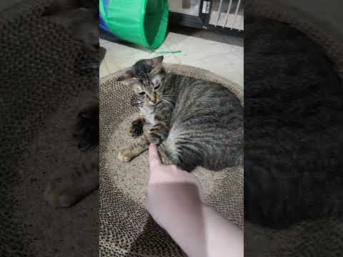 kalau udah goyang goyang ekor jangan malah diganggu lagi