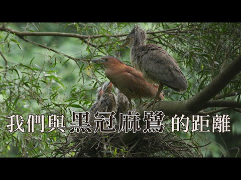 【都會生態】我們與黑冠麻鷺的距離｜在台灣落地生根的稀有留鳥(我們的島 第1061集 2020-06-29) - YouTube