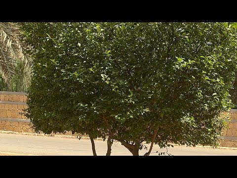 علاج الاشجار التى لا تثمر ( دق مسمار فيها )
