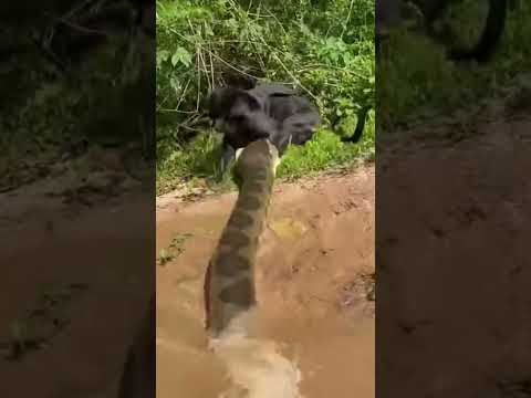 sucuri dando um bote na onça preta na beira do rio 🙂↕️ #sucurigigante #serpente #animals