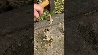 Pilze auf Holzstämmen züchten - Pilzdübel - Hawlik Pilzbrut #pilzzucht #selbstversorger #growyourown