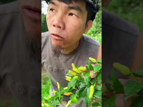 In the banana, there is an allure and charm that makes me unable to resist my sashimi.#shorts