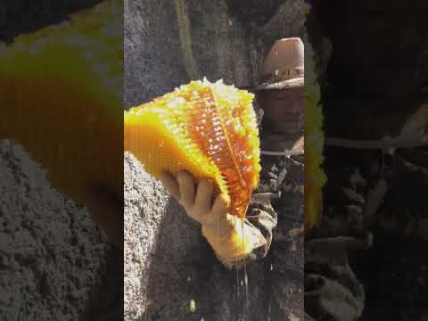 Você já viu algo tão fascinante como essa colheita de mel nas alturas?