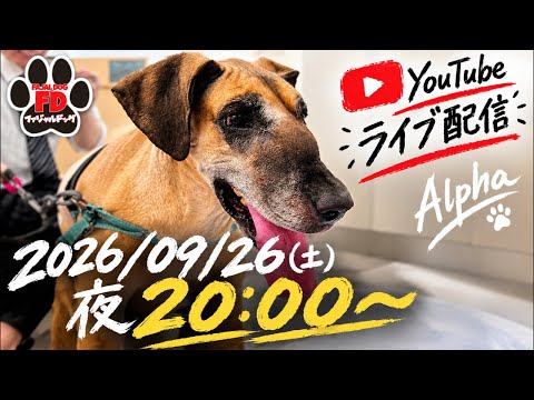 【大型犬５匹】数ヶ月ぶりのライブ配信※２４時間後削除予定