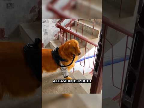 This Retriver Left The House Alone... And It Brought Back With Something!