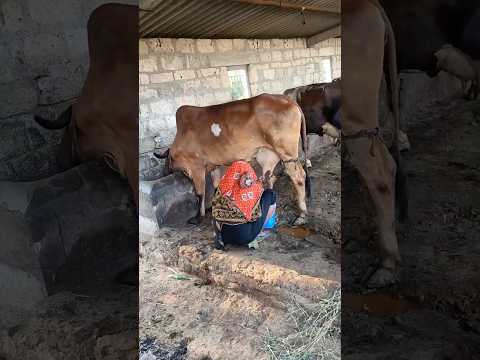 Buy Ghee with Video Proof - Order #57 Ghee Making Video