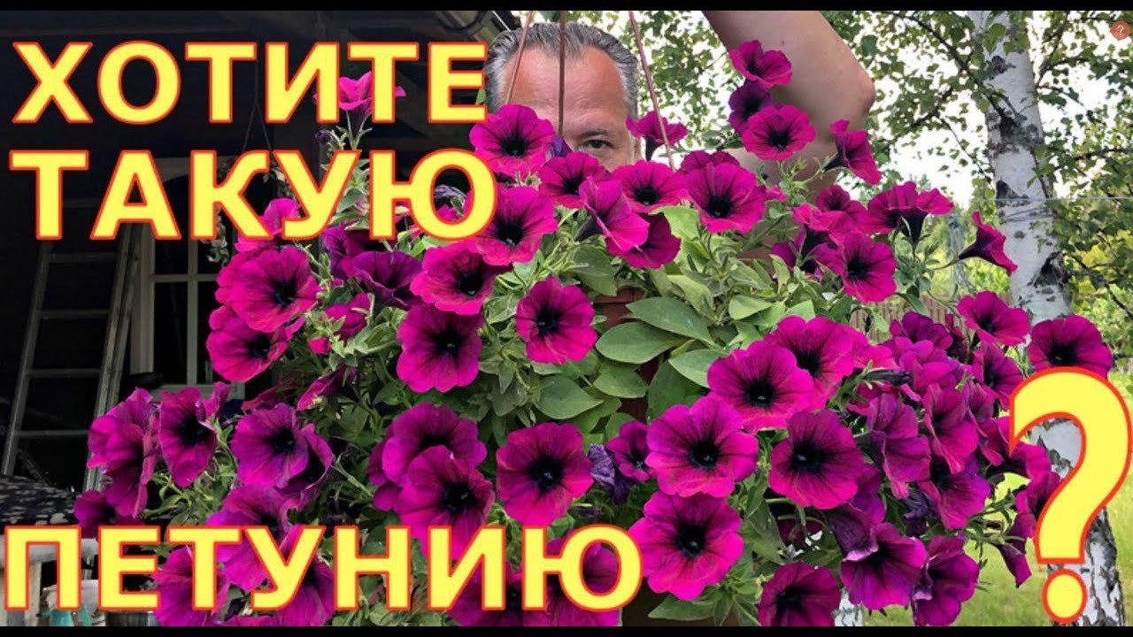 Шикарное цветение петунии, сурфинии. Подкормки. Сорта