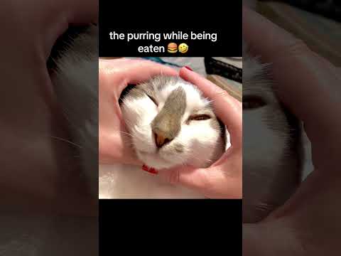 best purrr-ger 🍔 I’ve ever had 🥰🥹❤️
