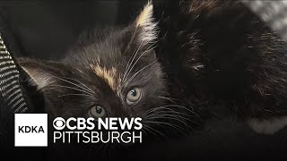 YouTube video thumbnail: Kitten Hitchhikes Over 100 Miles Through Pennsylvania