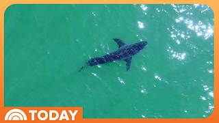YouTube video thumbnail: A Look Into the Great White Shark Surge off the California Coast