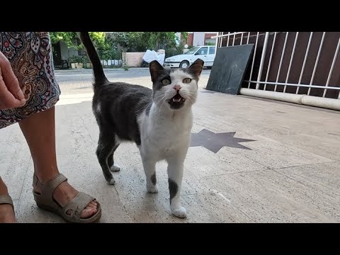 Cute cat on the motorcycle came to us meowing when she saw us