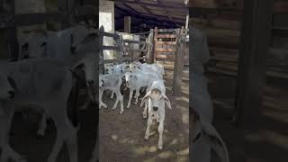 choti choti gaiya #shorts #gaiya #gaiyawala #gaiyamerigaiya cow videos cow videos #cow #cowvideos