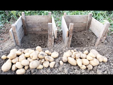 Katlı ekim yaparak patates yetiştirdik, birim alanda daha fazla ürün aldık