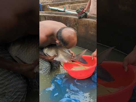 Vietnam Black Katol Fish Farming #viral