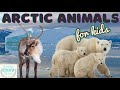 Arctic Wildlife Adaptations and Characteristics