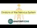 Nervous System Concepts and Functions