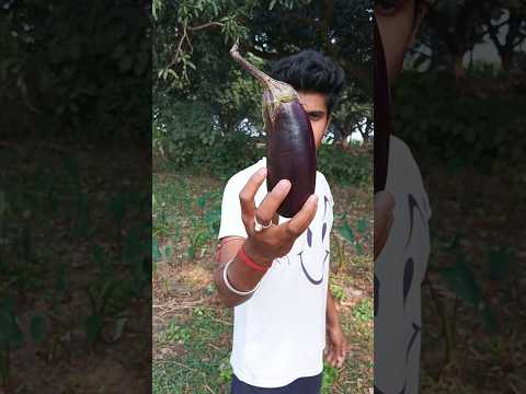 মাঠে বসে বেগুন পুড়িয়ে খেলাম | 🍆 #shorts #minivlog #viralvideo #tranding