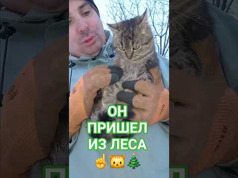 ПОТОМКИ ТАКИХ КОТОВ 🐾 СЕЙЧАС ЖИВУТ ВО ДВОРАХ! Лесной кот БАРСИК! 🐱 #животные #cat #интересно
