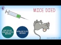 Exploring Griffith's Experiment and Bacterial Transformation
