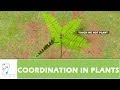 Plant Hormones and Responses