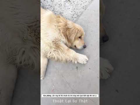 Anh chàng mất dậy gặp chú chó thông minh.