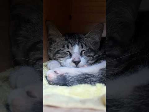 Make a stump cat nest for my kitten