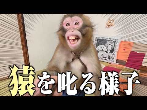 猿飼育歴19年の私が「猿を叱る様子」をお見せします…