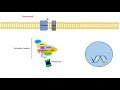 WNT Signaling Pathway Concepts