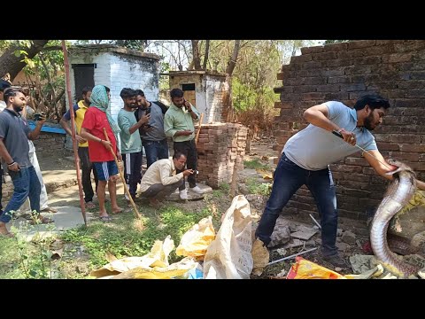 सांप का बेहद ही खतरनाक हमला कैमरे में हुआ कैद 🤔 Very dangerous rescue