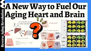 One Small Molecule That Changes Everything in Your Aging Brain!!!