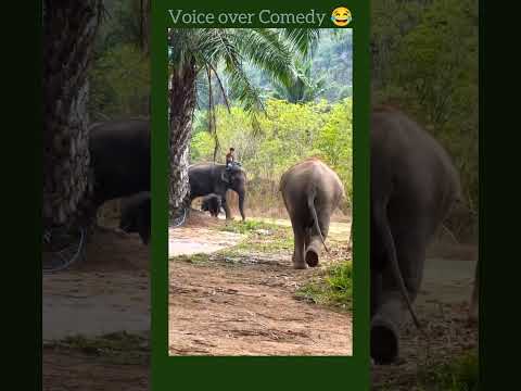 யானைகளின் family Reunion 😂 #comedy #elephant #shortsfeed #comedystorestamil #shorts