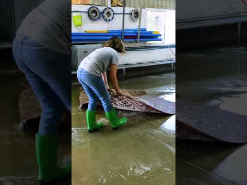 Impressive professional cleaning of a dirty carpet!