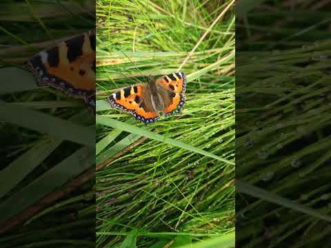 #ireland#shortvideo#butterfly