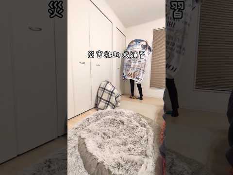 災害救助犬練習〜犬とかくれんぼ🤭〜#保護犬 #雜種犬 #災害救助犬 #犬のいる暮らし #かくれんぼ #ドッグトレーニング