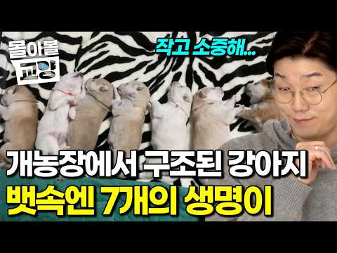 '사랑이'라는 이름처럼... 7마리 꼬물이를 품에 안은 보호자 #몰아볼교양