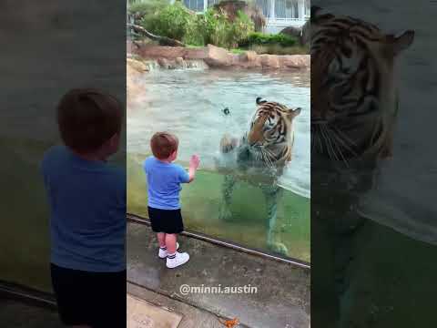 Why are Tigers so Dramatic.