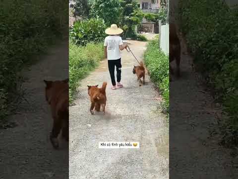 Dễ thương cute