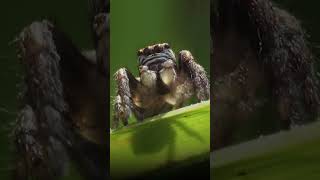 ¿De dónde vienen las fobias? | Neurópolis