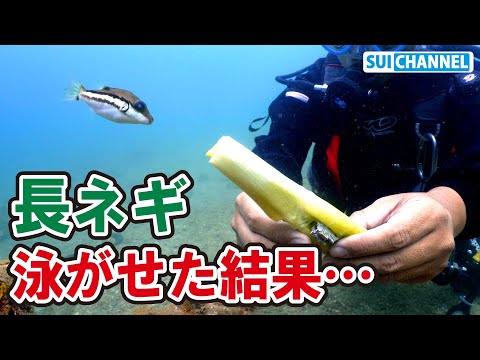 魚たちが意外な反応？長ネギを海中で泳がせてみた