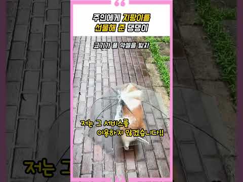 주인에게 <strong>지팡이를</strong> 선물해 준 댕댕이