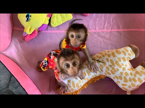 Cute reaction Couple Baby Monkey Loan & Money Day 2 at Big D house