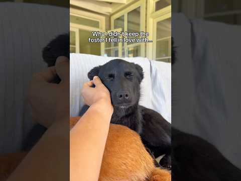 Why I didn’t keep the foster I fell in love with ❤️‍🩹 #fosterdog #fosteringsaveslives #fosterdogs