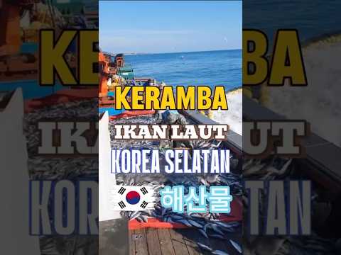 KERAMBA IKAN LAUT KOREA SELATAN #ikanlaut #kerambaapung #peternakanikan