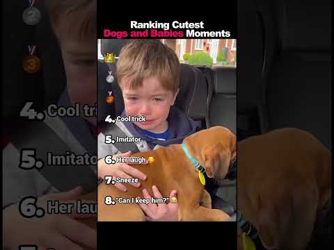 Ranking Cutest Dogs and Babies Moments