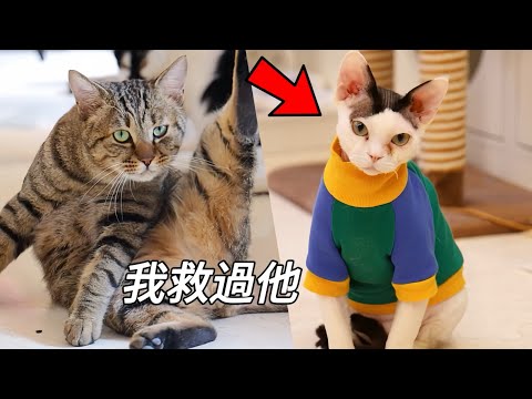 受傷大狸花因幫助過翹家小貓而獲領養，從今天起有家啦｜李喜猫